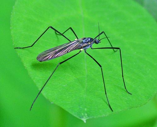 Gnophomyia sp.